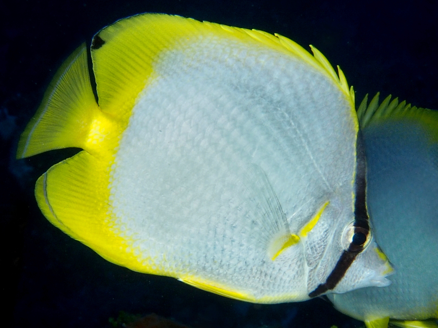 Spotfin Butterflyfish